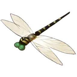 Leiden Dragonfly — original atelier-sophie-2 item artwork