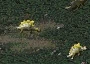 Stegosaurus — original same-game Classic actor artwork