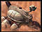 Harvester — original same-game unit artwork