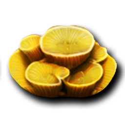 Table Coral