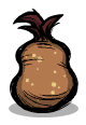 Buried Muckroot seed